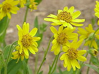 Longleaf arnica (Arnica longifolia)