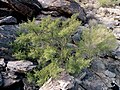 Bursera microphylla growing on granite boulders at South Mountain Municipal Park, Phoenix, Arizona. January 2010. (C. Cordova)