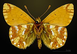 Underside Boloria pales pales