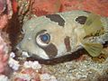 Boxfish