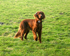 by File:1879 IrishSetter Don HBokelmann.jpg