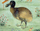 Depiction of a live dodo by Ustad Mansur, c. 1625.