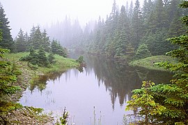 Boreal forest