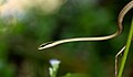 Giri's bronzeback tree snake