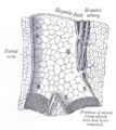 Longitudinal section of a small portal vein and canal