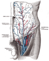 The femoral vein and its tributaries