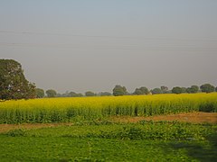 Mustard farms