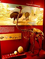 A skeleton of giant elephant bird (Aepyornis maximus) and its egg (right) compared to eggs of extant bird species.