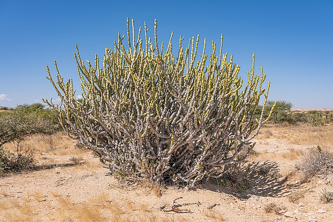 位於巴基斯坦克薩國家公園的大戟（Euphorbia caducifolia）灌木。