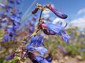 Flowers of Penstemon albertinus