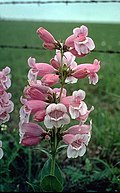 Flowers of Penstemon cobaea