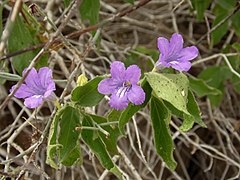 The flowers and foliage of subsp. californica