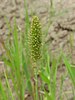Immature seedhead of foxtail millet