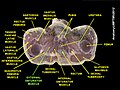 Cross section of pelvic region