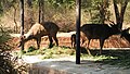 Stag at Chamarajendra Zoological Gardens