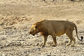 West African lion in Pendjari National Park, Benin