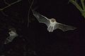 Example - Natterer's bat (Myotis nattereri)