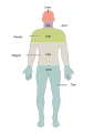 201 Elements of the Human Body.02-pl.svg