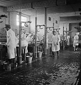 1–4 May 1945, German doctors and nurses wash and delouse the sick.
