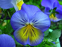 a photo of an indigo and yellow pansy flower, with dark purple veins in the centre. blurrier pansies and green leaves are visible in the background.