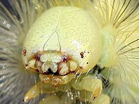 alt = Head of a Calliteara pudibunda caterpillar.