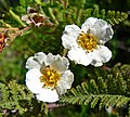 Chamaebatia australis