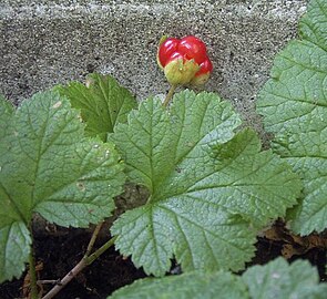 Unripe cloudberry