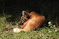 Maned wolf