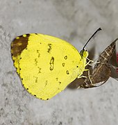 宽边黄粉蝶 Eurema hecabe