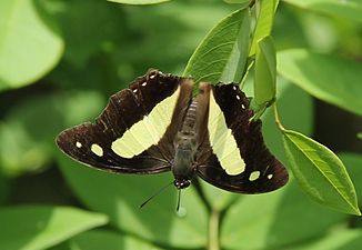 Dorsal view