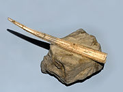 上新世的Dentalium sexangulum化石