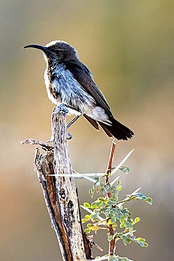 Dusky sunbird (cinnyris fuscus) near Halali in Etosha National Park Namibia