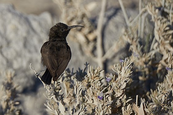 - Dusky sunbird (cinnyris fuscus) near Halali in Etosha National Park Namibia