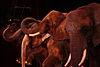 Circus elephants in Germany