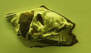 E. lewesiensis skull