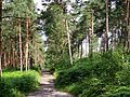 Scots pine and ferns are ubiquitous in the central part of the forest (here, the GR 1 near the Sycomore crossroads).