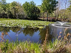 A pond with a fountain on the right