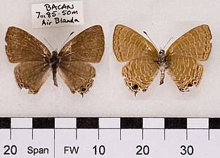 Museum specimen