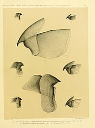 #13 (?/12/1853) Upper and lower beaks of the type specimen of Architeuthis monachus (centre) and assorted smaller squid species: Gonatus fabricii (top), Sthenoteuthis pteropus (middle), and Loligo forbesii (bottom) (Steenstrup, 1898:pl. 1)