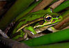 A Green and Golden Bell Frog