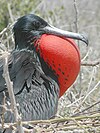 Male frigatebird