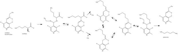 Reaction of ODC with ornithine