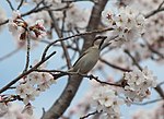 ♂ on Prunus × yedoensis