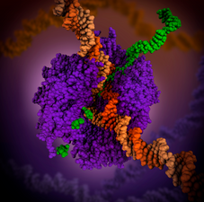 RNA Polymerase by Maria Voigt / PDB-101