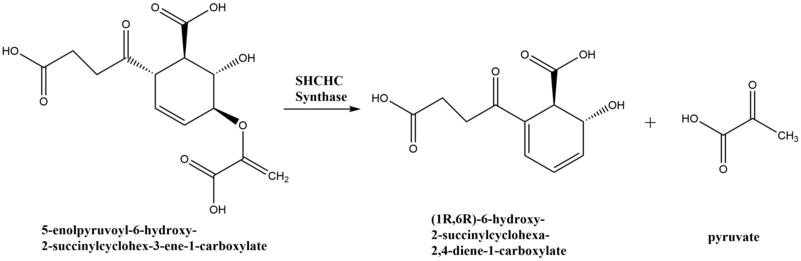 Reaction scheme for conversion of SEPHCHC to SHCHC by SHCHC synthase.