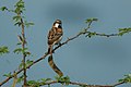 Shelley's rufous sparrow