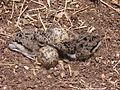 Chicks and eggs on a scrape nest. The young hatch in synchrony and the cryptically plumaged chick typically lies still when alarmed.[13]