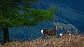 於 2011年7月13日 (三) 20:05 版本的縮圖