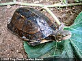 於 2008年1月27日 (日) 12:55 版本的縮圖