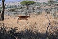 於 2009年3月6日 (五) 17:41 版本的縮圖